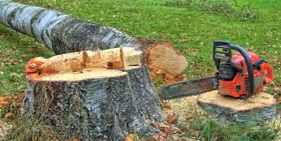 Best Tree Maintenance Programs  in , VT
