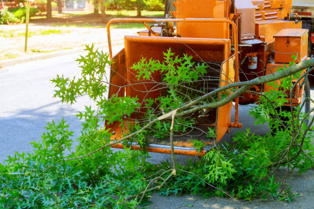 Best Pest Control for Lawns  in , VT