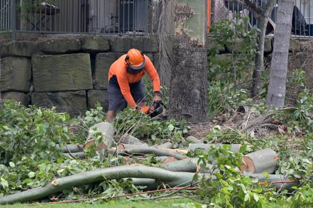 Best Tree Maintenance Programs  in , VT
